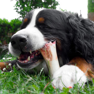 愛犬のための楽しいおやつタイムに。