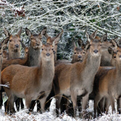 エゾシカの爆発的増加とその背後：ジビエとの共生を目指して