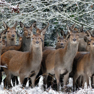エゾシカの爆発的増加とその背後：ジビエとの共生を目指して