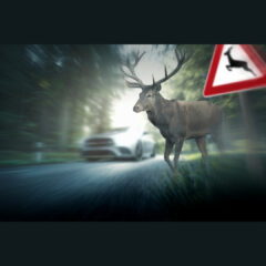 春のエゾシカと交通事故：注意と共存のための取り組み