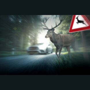 春のエゾシカと交通事故:注意と共存のための取り組み