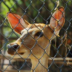 エゾシカを捕獲するための罠設置の注意点