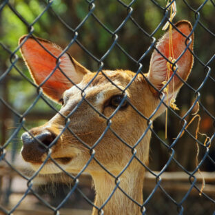 エゾシカを捕獲するための罠設置の注意点
