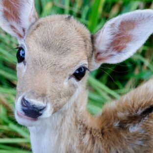 ジビエの魅力を再発見！エゾシカの持つ無限の可能性