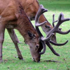 鹿の驚くべき生態：角の生え変わり