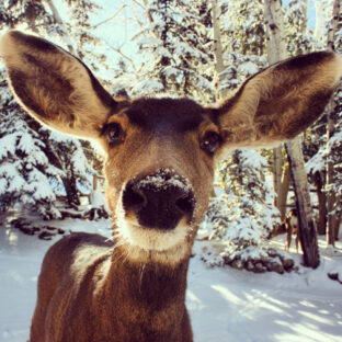 エゾシカの独特な特性とジビエの可能性