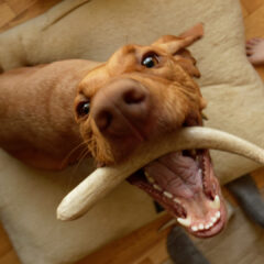 北海道のエゾシカから愛犬への贈り物: 鹿角の上げ方ガイド