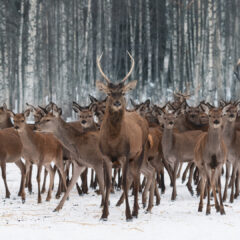 エゾシカ問題とジビエ活用の可能性: 北海道の取り組みと未来