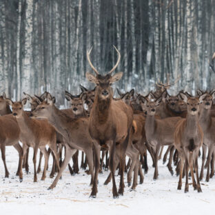 エゾシカ問題とジビエ活用の可能性: 北海道の取り組みと未来