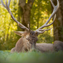 エゾシカとの共存：ジビエの可能性と狩猟の役割