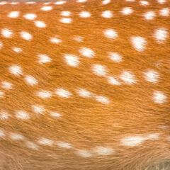 エゾシカの皮革：優雅で耐久性のある自然の贈り物