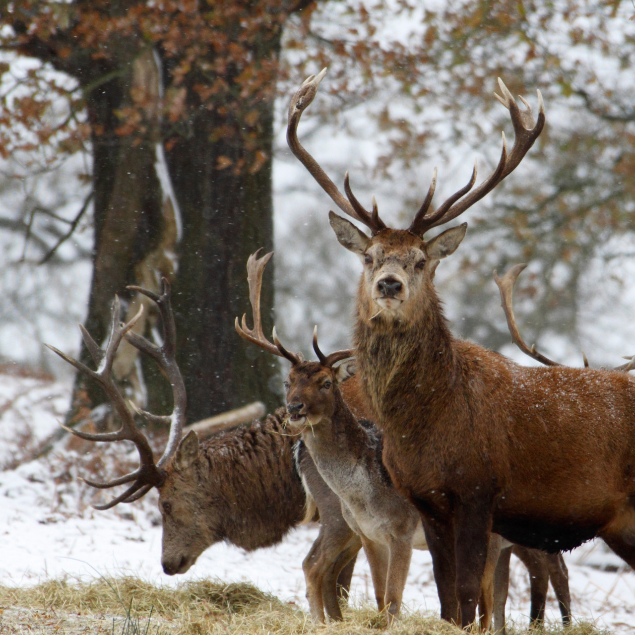 メイン スマホ (1)