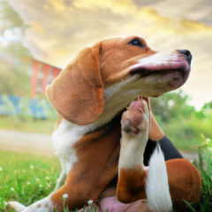 アレルギーと闘うペットたちへ：ジビエの可能性