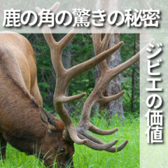 鹿の角の驚きの秘密！ジビエとしての価値とペットフードへの応用