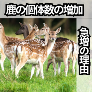 エゾシカの個体数増加！なぜ急増しているのか？5つのポイント