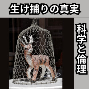 生け捕りの科学と倫理：エゾシカを使った完全無添加ジビエの世界